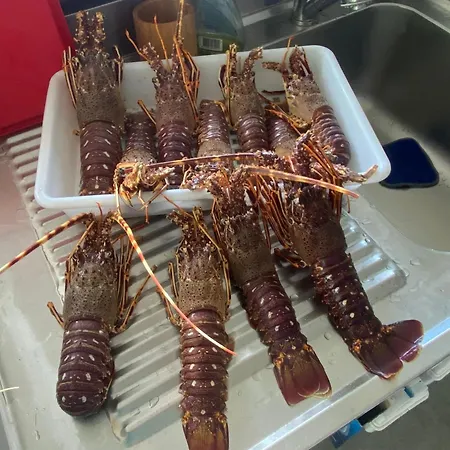 Alba Rosula 3* 阿雅克肖